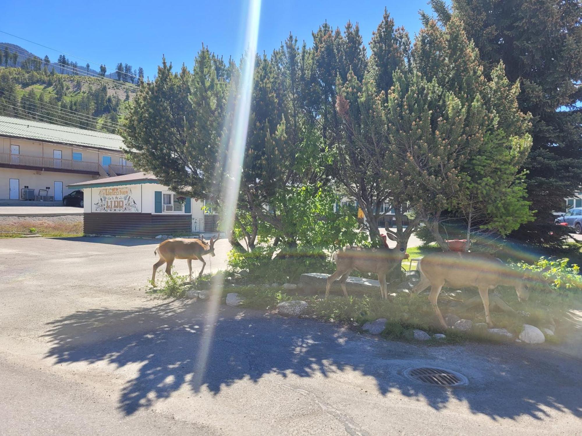 Lido Motel Radium Hot Springs Zewnętrze zdjęcie